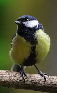 Close-up of bird perching on wood