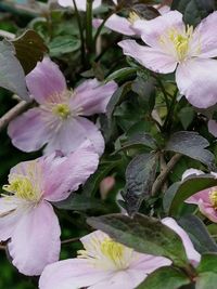 Close-up of pink flowering plant