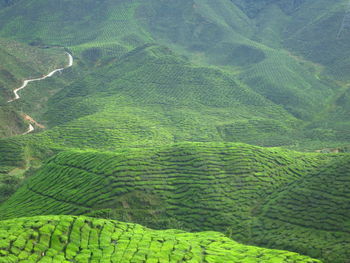 High angle view of green landscape