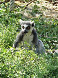 Portrait of monkey sitting on field