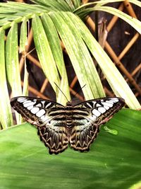 Close-up of butterfly on plant