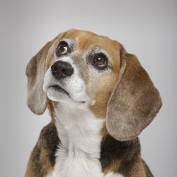 Close-up portrait of dog against white background