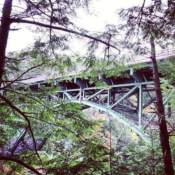 tree, connection, bridge - man made structure, built structure, architecture, branch, footbridge, bridge, low angle view, growth, railing, sky, bare tree, forest, nature, day, tranquility, no people, outdoors, tree trunk