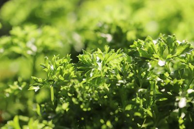 Close-up of fresh green leaves on field