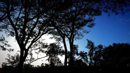 Low angle view of silhouette trees against sky