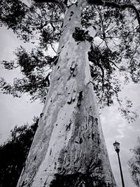 Low angle view of trees against sky