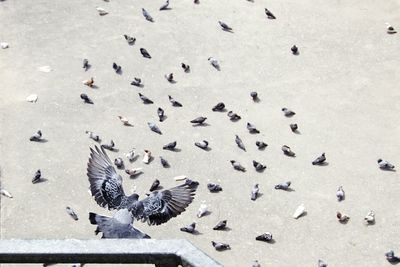 High angle view of birds flying