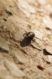 Close-up of insect on leaf