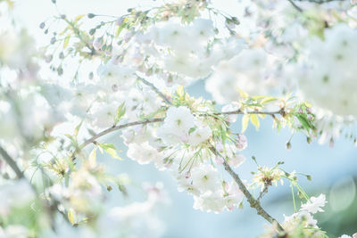 Close-up of cherry blossoms against sky