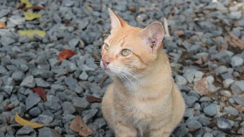 Close-up of cat