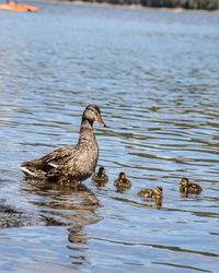 Duck swimming in lake