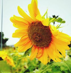 Close-up of sunflower