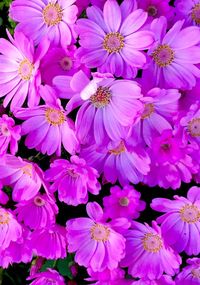 Full frame shot of pink flowers