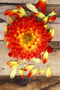 Close-up of orange flowers