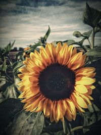 Close-up of sunflower