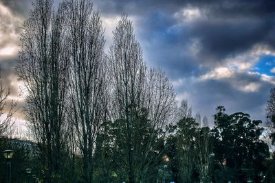 Low angle view of trees against sky