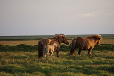 Horses on field against sky