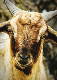 Close-up portrait of horse