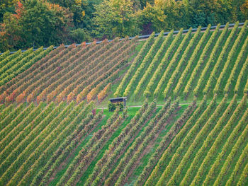 Scenic view of agricultural field