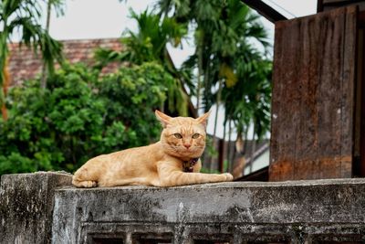 Portrait of cat sitting on wall