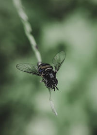 Close-up of fly pollinating flower