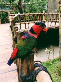 Close-up of parrot perching on tree