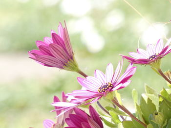 Close-up of purple flowering plant