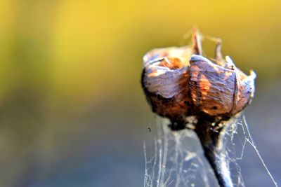 Close-up of seed pod