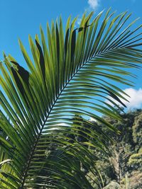 Close-up of palm tree against clear sky