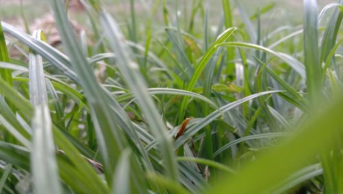 Close-up of grass growing on field