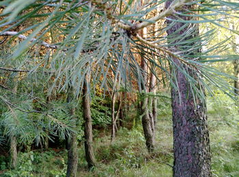Close-up of pine trees in forest