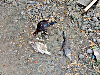 High angle view of bird on ground