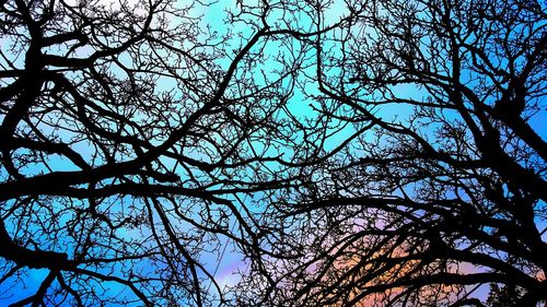 Low angle view of bare trees against sky