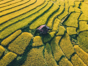 High angle view of corn land