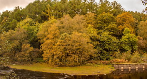 Trees by lake in forest during autumn