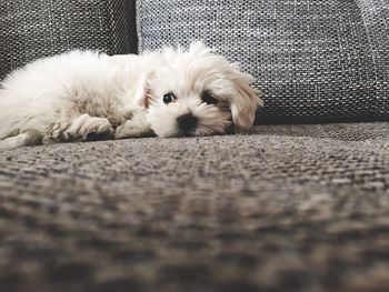 Surface level of dog resting on sofa