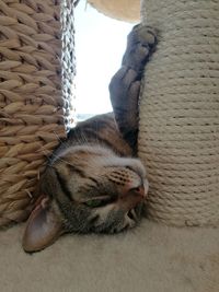 Cat sleeping in basket