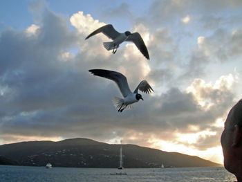 Seagulls flying over sea against sky