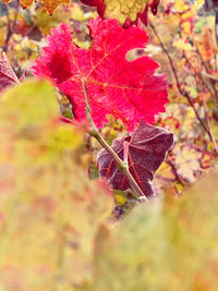 Close-up of maple leaves on tree