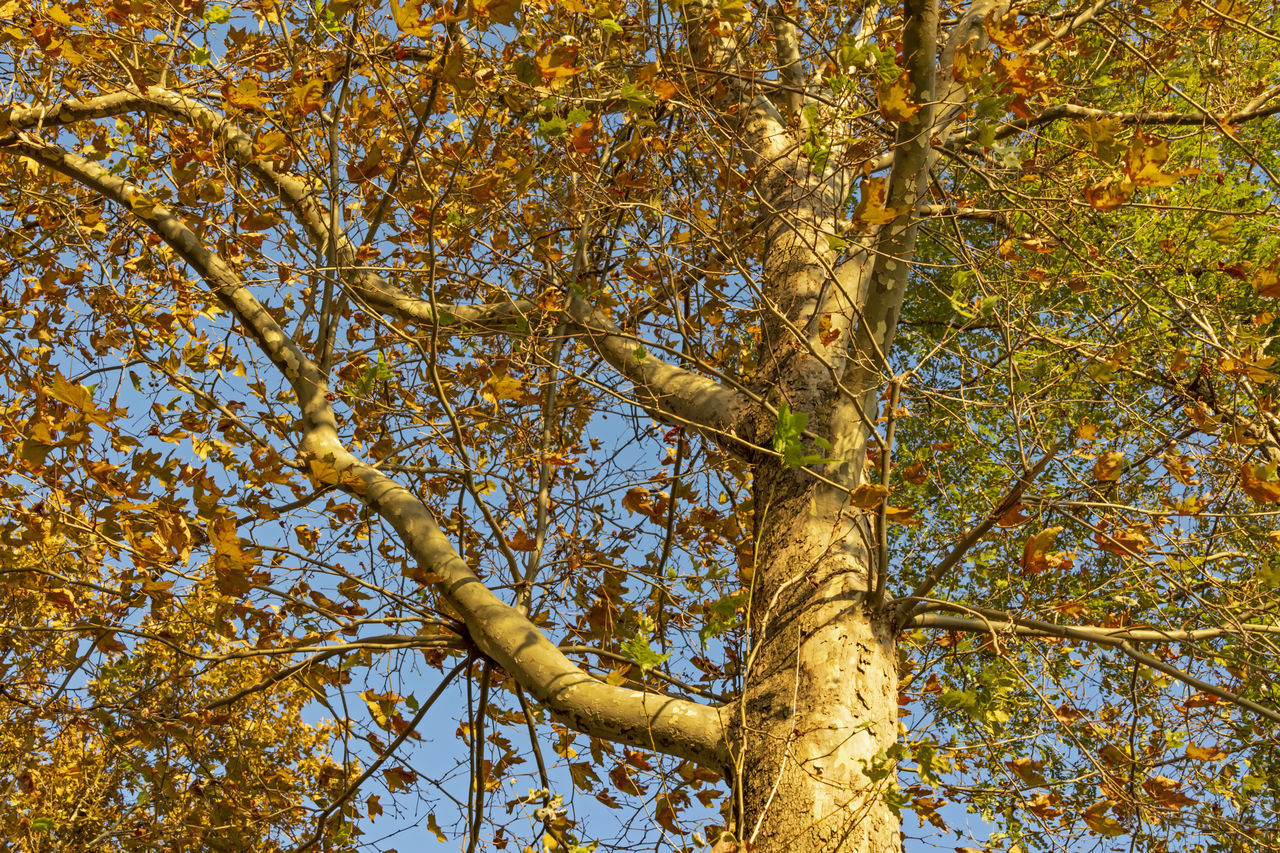 LOW ANGLE VIEW OF TREES DURING AUTUMN