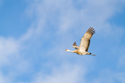 Flying sandhill crane with a cloudy sky.