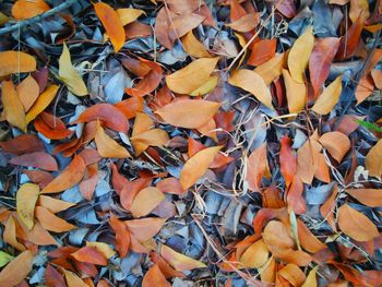 Full frame shot of autumnal leaves