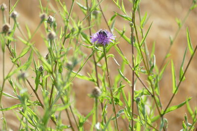 Close-up of purple flowering plant on field