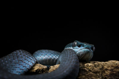 Close-up of turtle on rock against black background