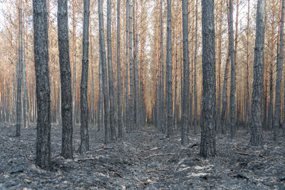 Pine trees in forest