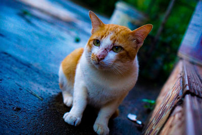 Portrait of ginger cat