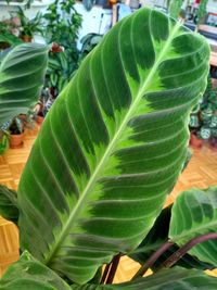 Close-up of green leaves