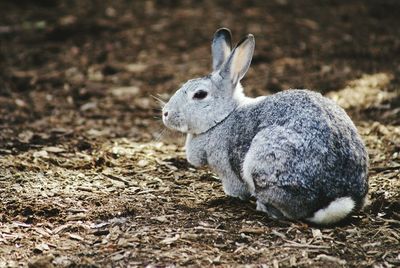 Close-up of rabbit sitting on field in zoo