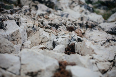 Close-up of dead plant