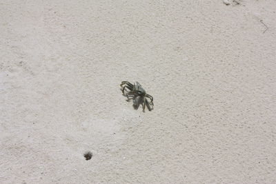 High angle view of insect on sand
